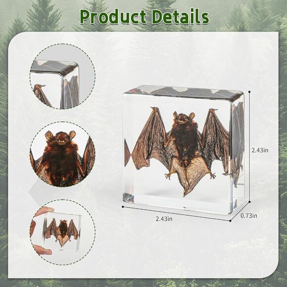 Real Bat Specimens,Taxidermy Bat Specimen in Resin for Science Classroom Science - Picture 3 of 7